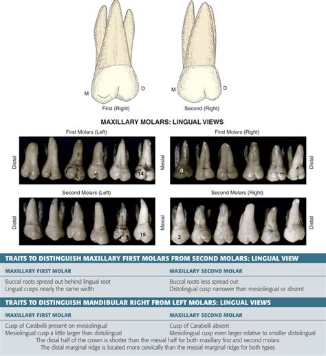 difference between maxillary 1st and 2nd molar|Maxillary first molar .